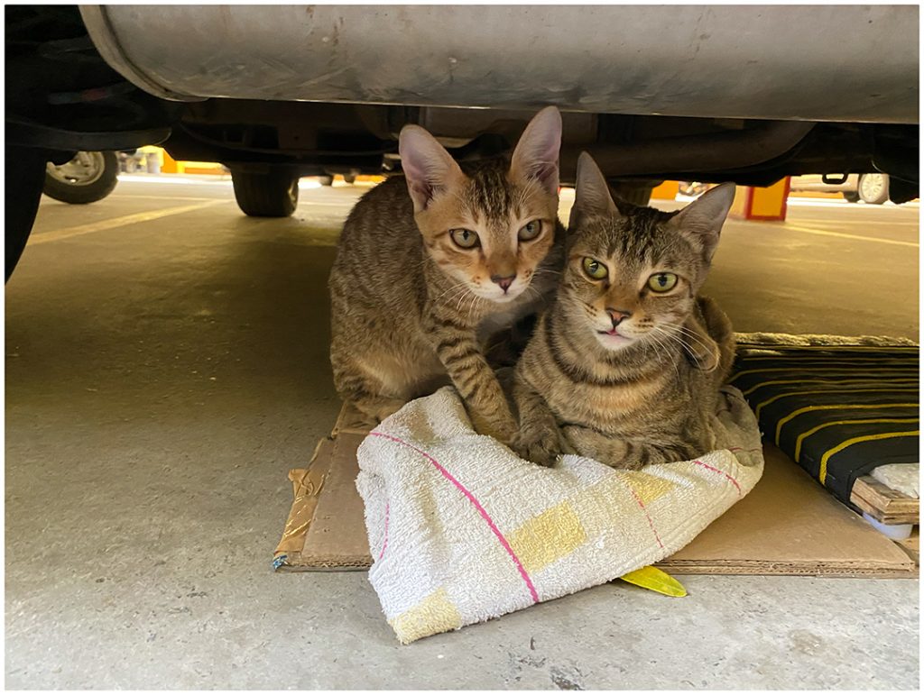 Stray cats store in apartment complex