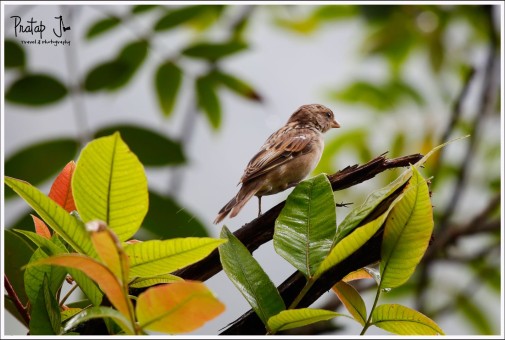 Common house sparrow