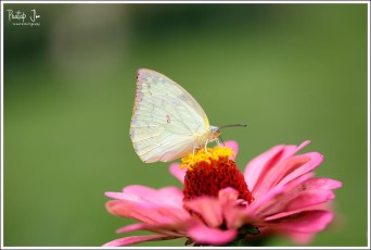 Emigrant Butterfly
