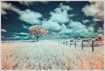 Indian Countryside in Infrared