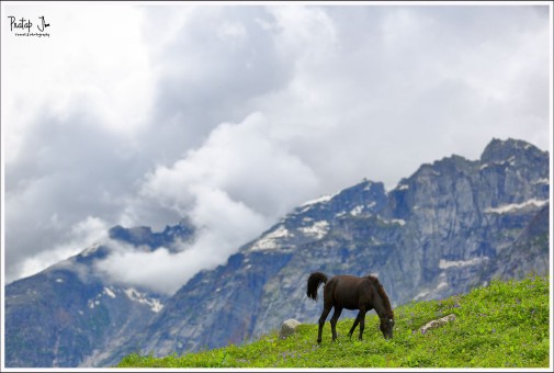 Lone horse on a mountain slope by the road