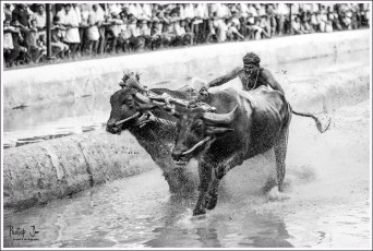 Monochrome image of a man racing two buffaloes