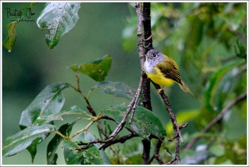 Puffy yellow bird