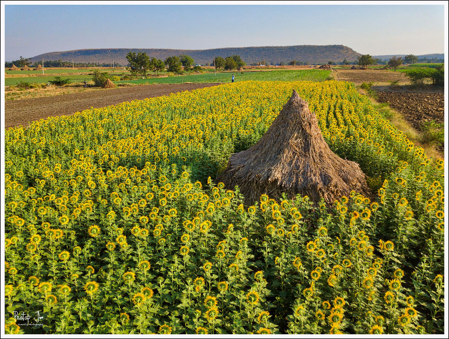 Aerial-View-of-Sunflower-Fields-Near-Paddathkal_pj.jpg