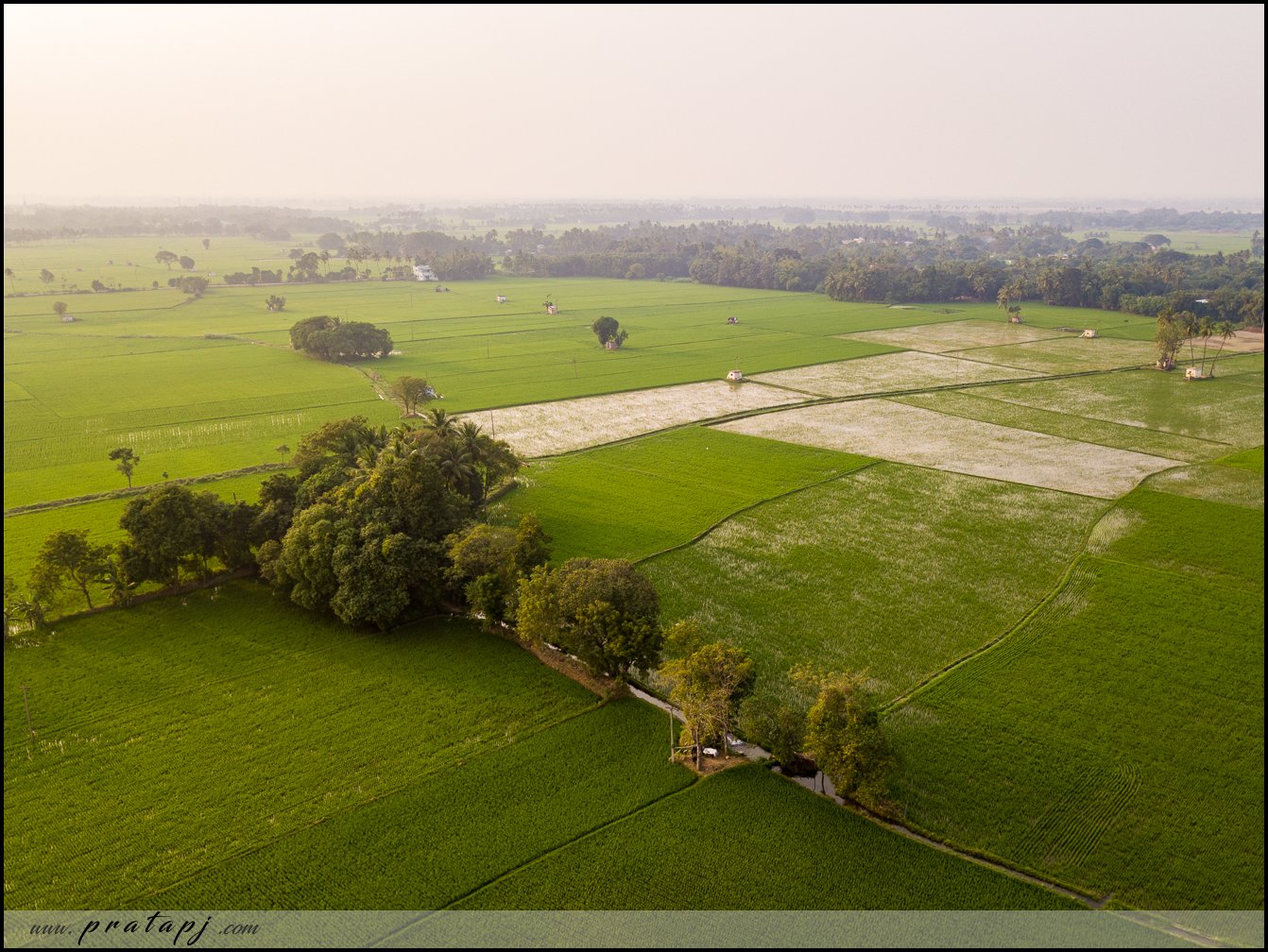 Paddy Fields in Tamil Nadu