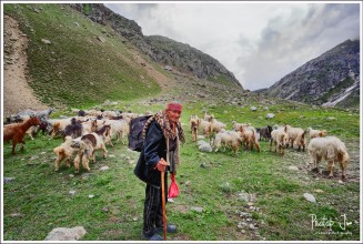 Shepherd of the Himalayas