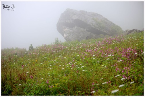 Bed of flowers and mist