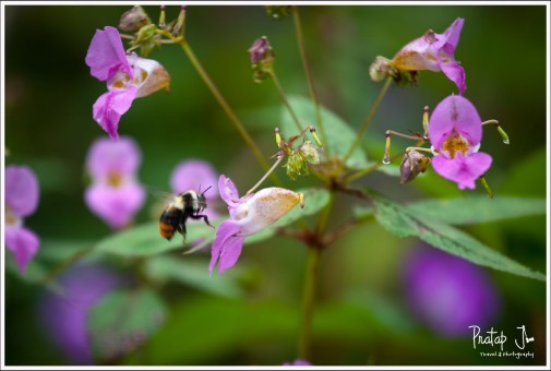 Bee in Valley of Flowers