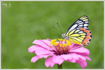 Common Jezebel Butterfly at Lalbagh