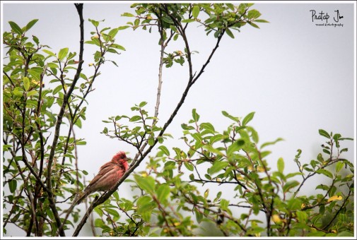 Common Rosefinch in Valley of Flowers