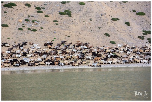 Flock of sheep walking beside Dhankar lake