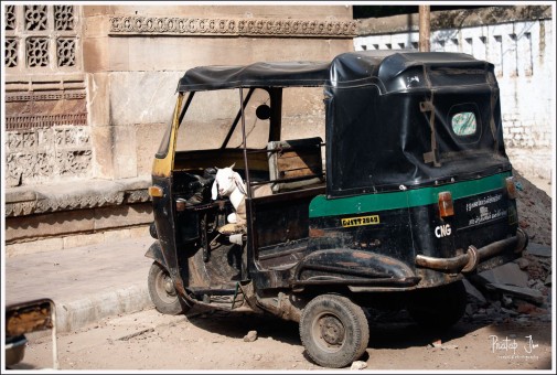 Goat in an Autorickshaw
