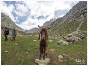 Goat in the Himalayas