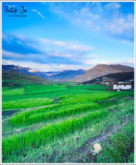 Green Fields at Langza Village in Spiti Valley