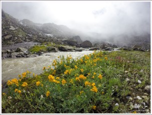 High altitude wild flowers near Hampta Pass