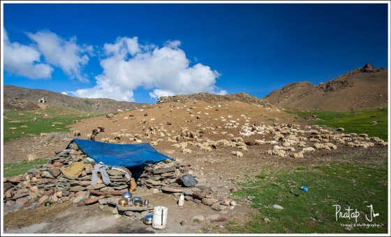 Himalyan shepherd with his flock camping near Chandratal