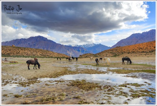 Horses at Dhankar Lake