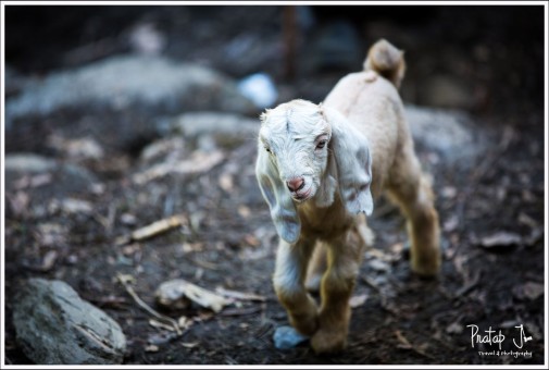 A Lamb in the Himalayas