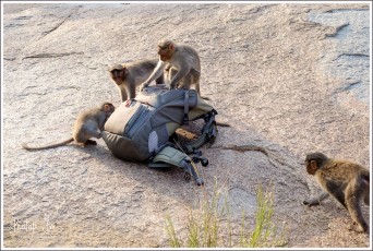 Monkeys trying to grab my backpack at Mathanga
