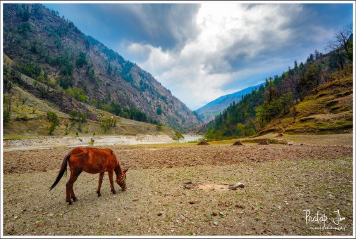 A Mule Grazes in the Himalayas