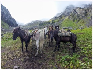 Mules and Horses Huddle Around