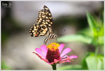Papilio demoleu in Joshimath