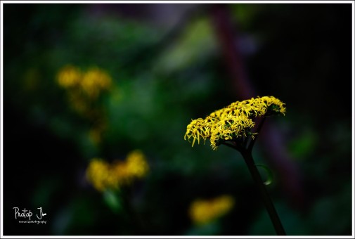 Single bunch of wild yellow flower