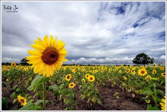 Sunflower Fields Enroute Hampi