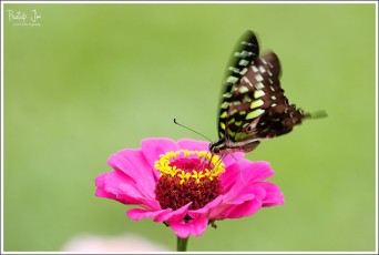 Tailed Jay Butterfly at Lalbagh