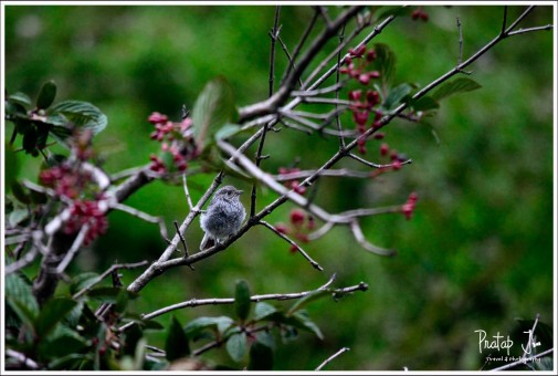 Unknown grey bird