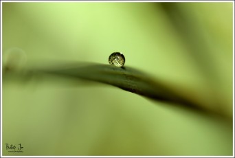 Whisper of a Dew Drop