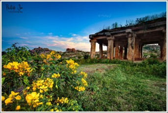 Wild yellow flowers and Vijayanagara ruins at Hampi