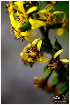 Wild yellow flowers side profile