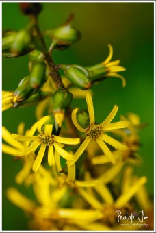 Wild yellow flowers