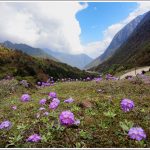 Flowerbed in Yumthang Valley