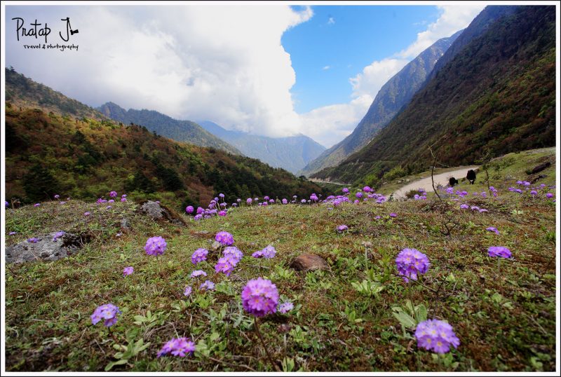 Flowerbed in Yumthang Valley