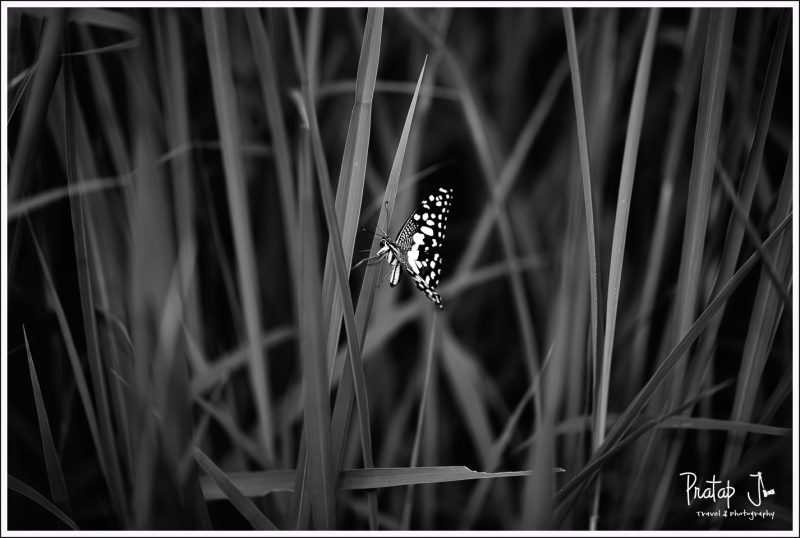 Monochrome of a Butterfly from Lalbagh