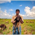 A Simple Village Shepherd