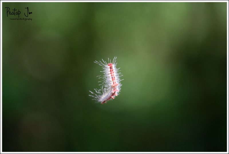 A Caterpillar that came Spiralling Down