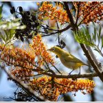 Oriental White Eye at Masinagudi