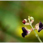 Ladybug in Lalbagh