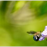 A Blue Banded Bee