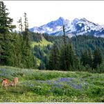 Mt.-Rainier-National-Park