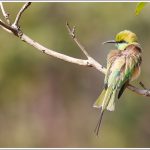 A Bee Eater