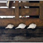 conches placed inside a table