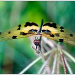 A Close up of a Dragonfly from Agara Lake