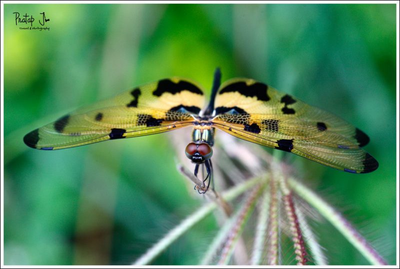 A Close up of a Dragonfly from Agara Lake
