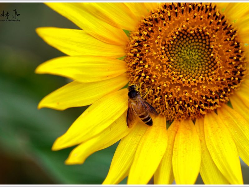 A Yellow Sunflower