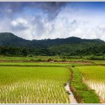 Paddy farm near Mudigere