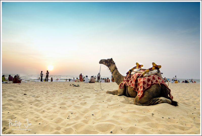 Camel at Panambur Beach